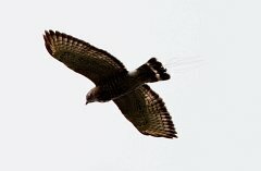Broad-winged Hawk